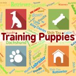 training-puppies