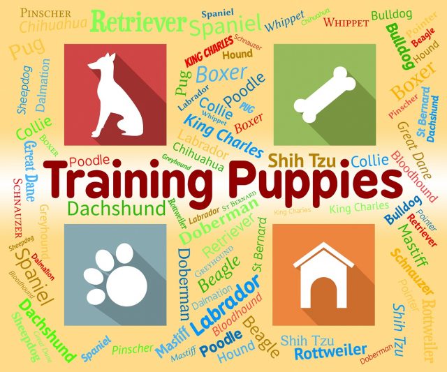 puppy training
