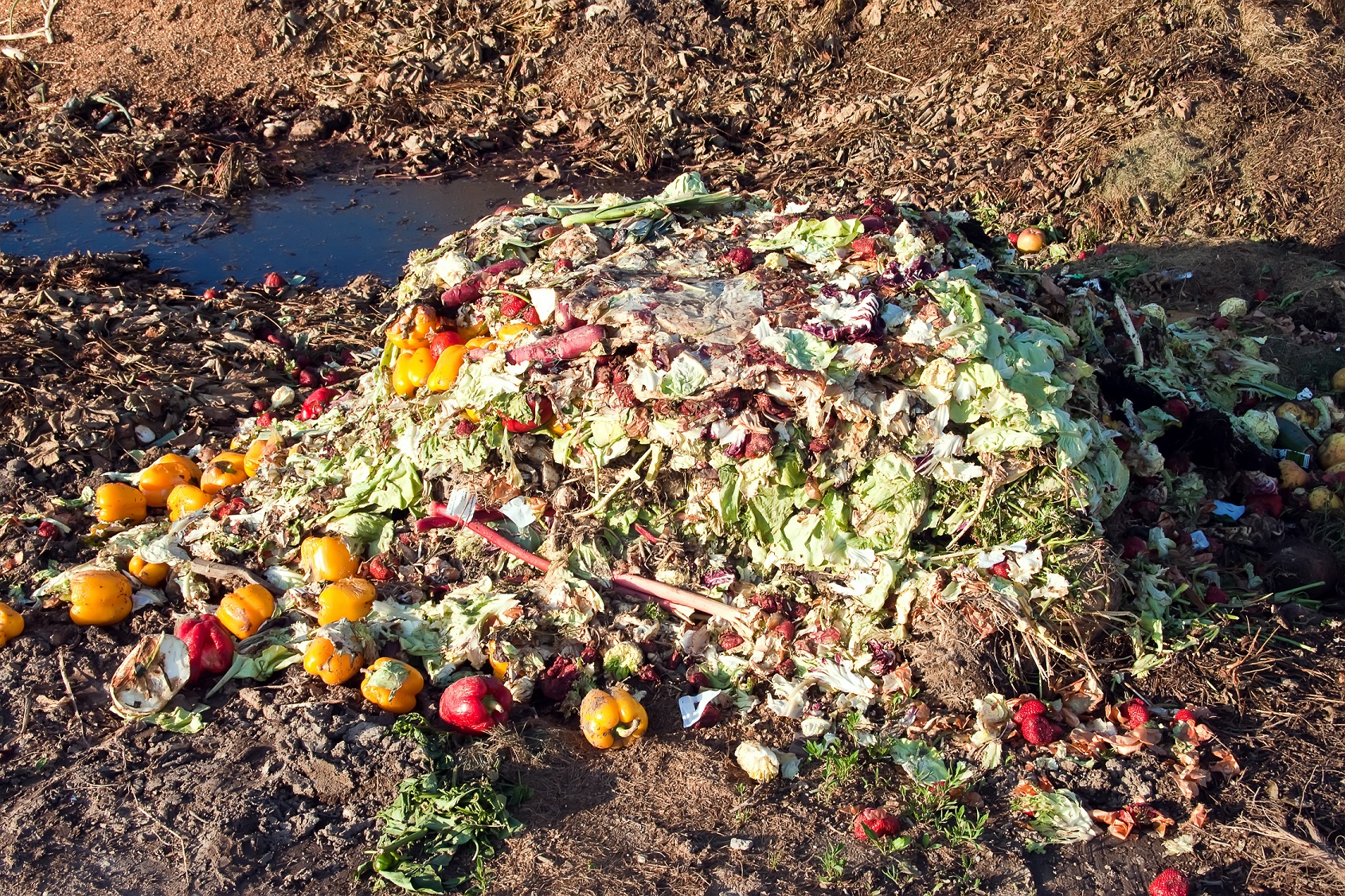 food waste food-waste