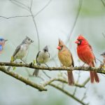 backyard-birds