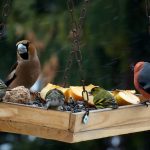 beautiful-group-of-winter-birds-on-bird-feeder