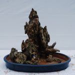 Bonsai article3