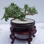 Bonsai article9