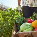 Farmer harvesting organic vegetables on a sustainable farm