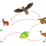 food-chain-biological-circle-of-nature