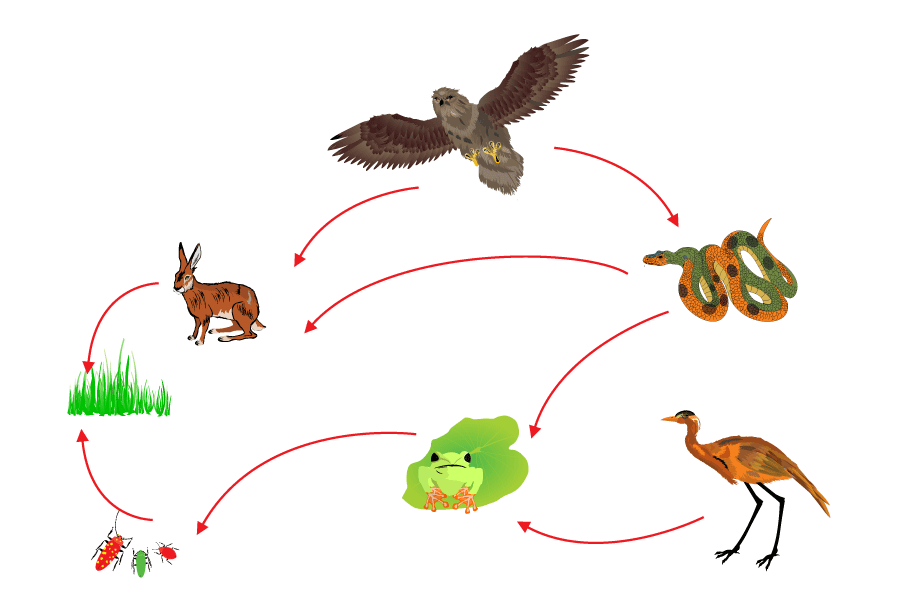 food-chain-biological-circle-of-nature