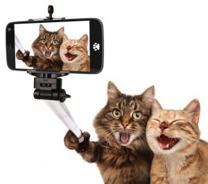 funny-cats-self-picture