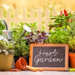 Herb garden at home yard