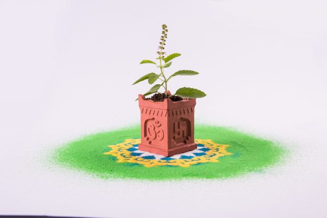 tulsi leaves indian-traditional-tulsi-pot