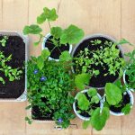 Seedlings of various plants in round and rectangular bowl