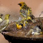 small-group-of-wild-birds-splashing-in-a-bird-bath