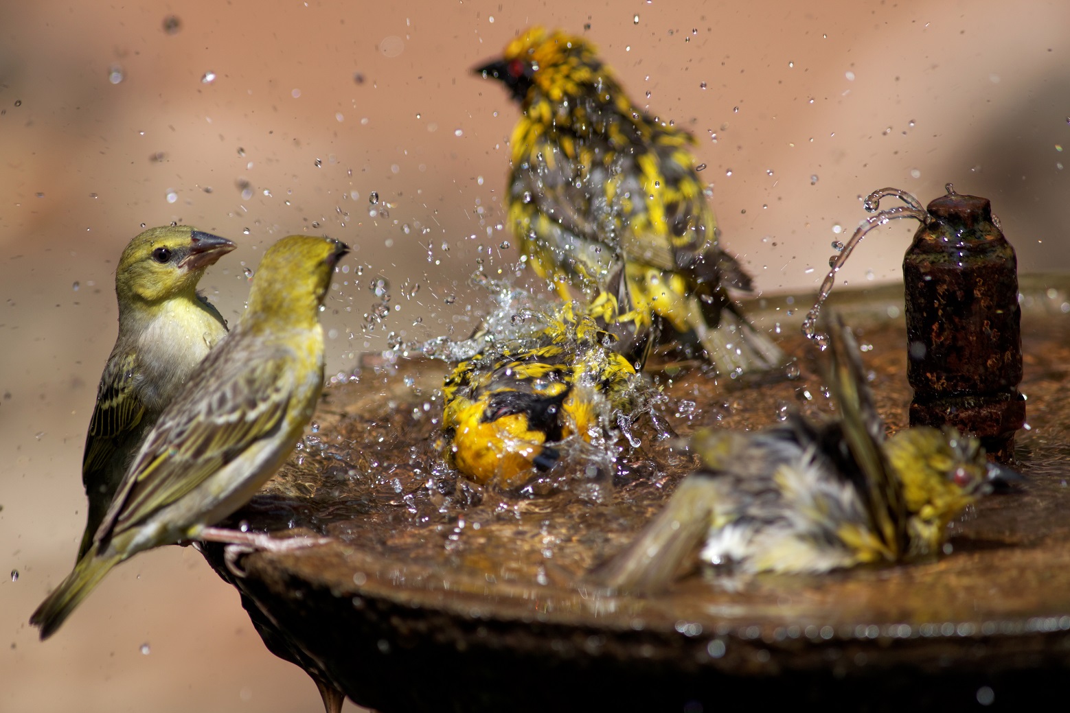 small-group-of-wild-birds-splashing-in-a-bird-bath