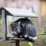 cat-hunting-a-bird