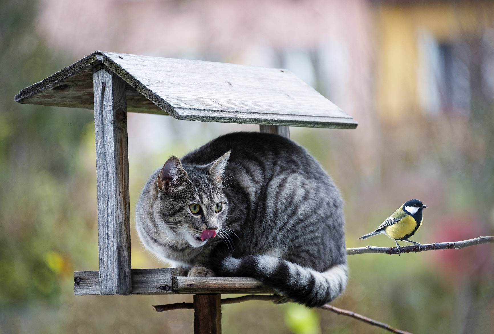cat-hunting-a-bird
