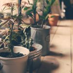 small plant pot displayed in the window vintage color