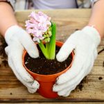 woman planting flowers in pots