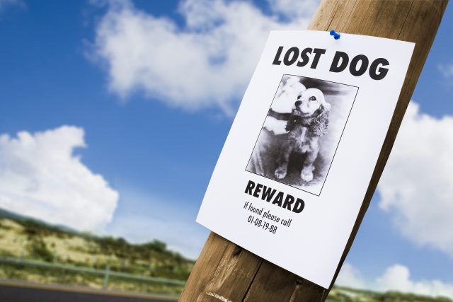 lost dog poster on a light post