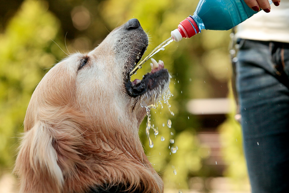 how to take care of pet dogs in summer