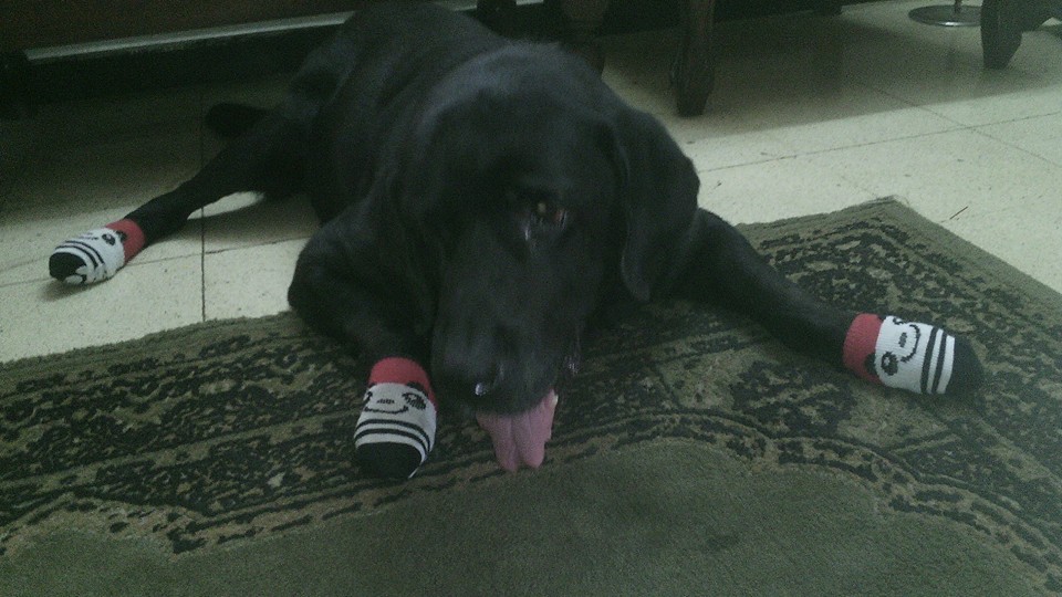 dog with Arthritis wearing anti-skid socks