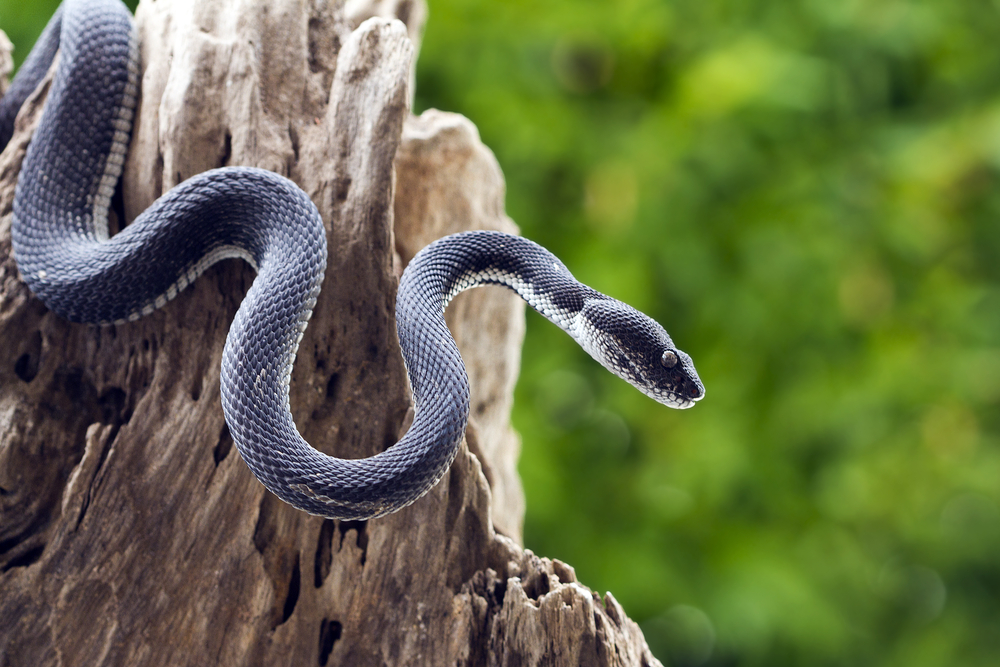 black-viper-snake-on-tree