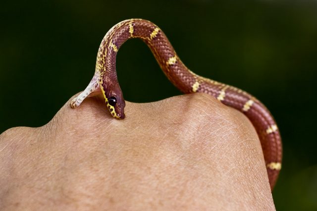 snakebite-snake-biting snakes