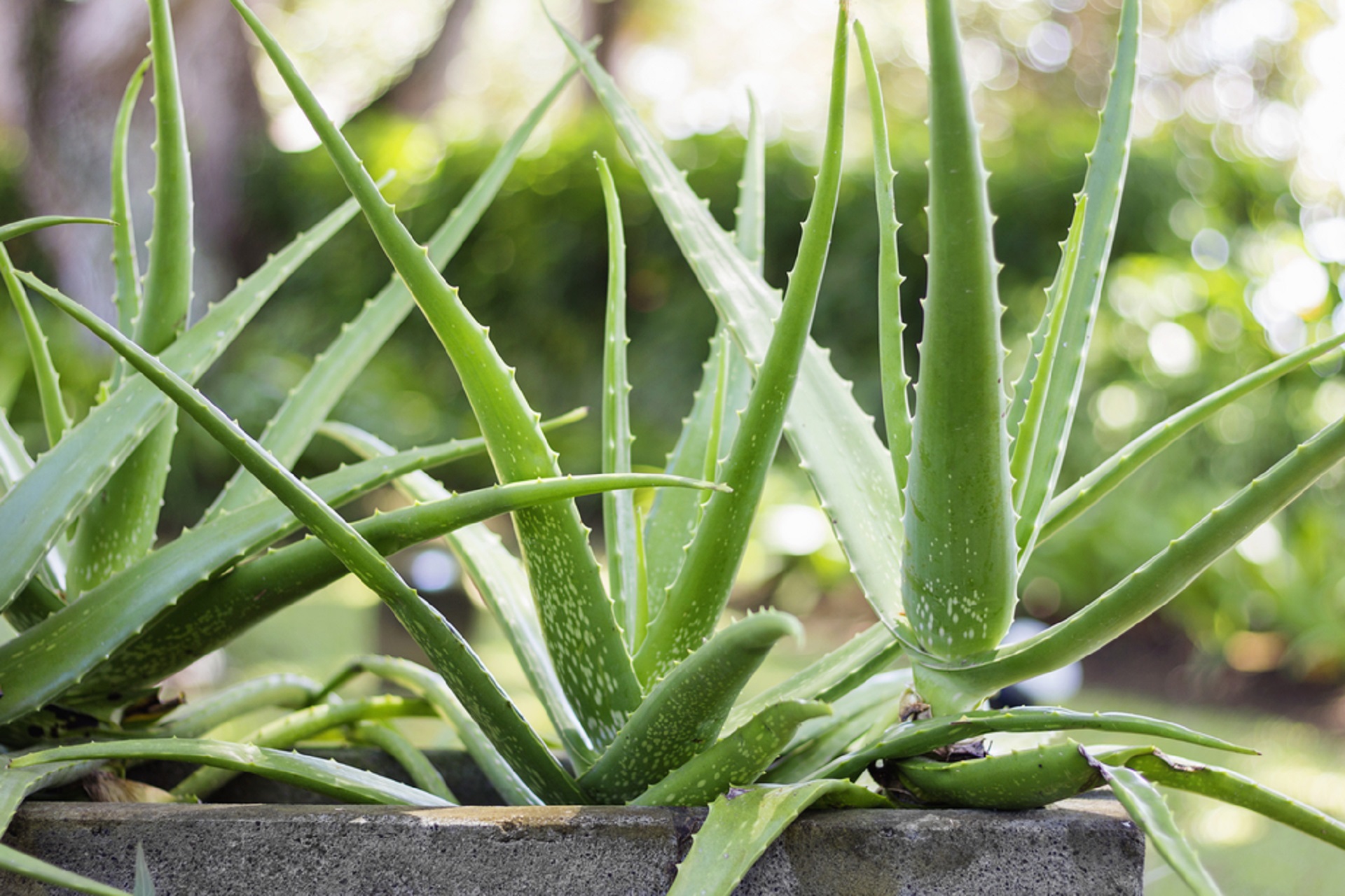 Aloe vera in kitchen garden. 