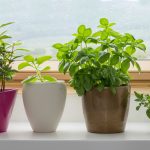 herbs-growing-pot-on-kitchen-window-636710671