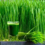 wheatgrass-juice-sprouted-wheat-552054904