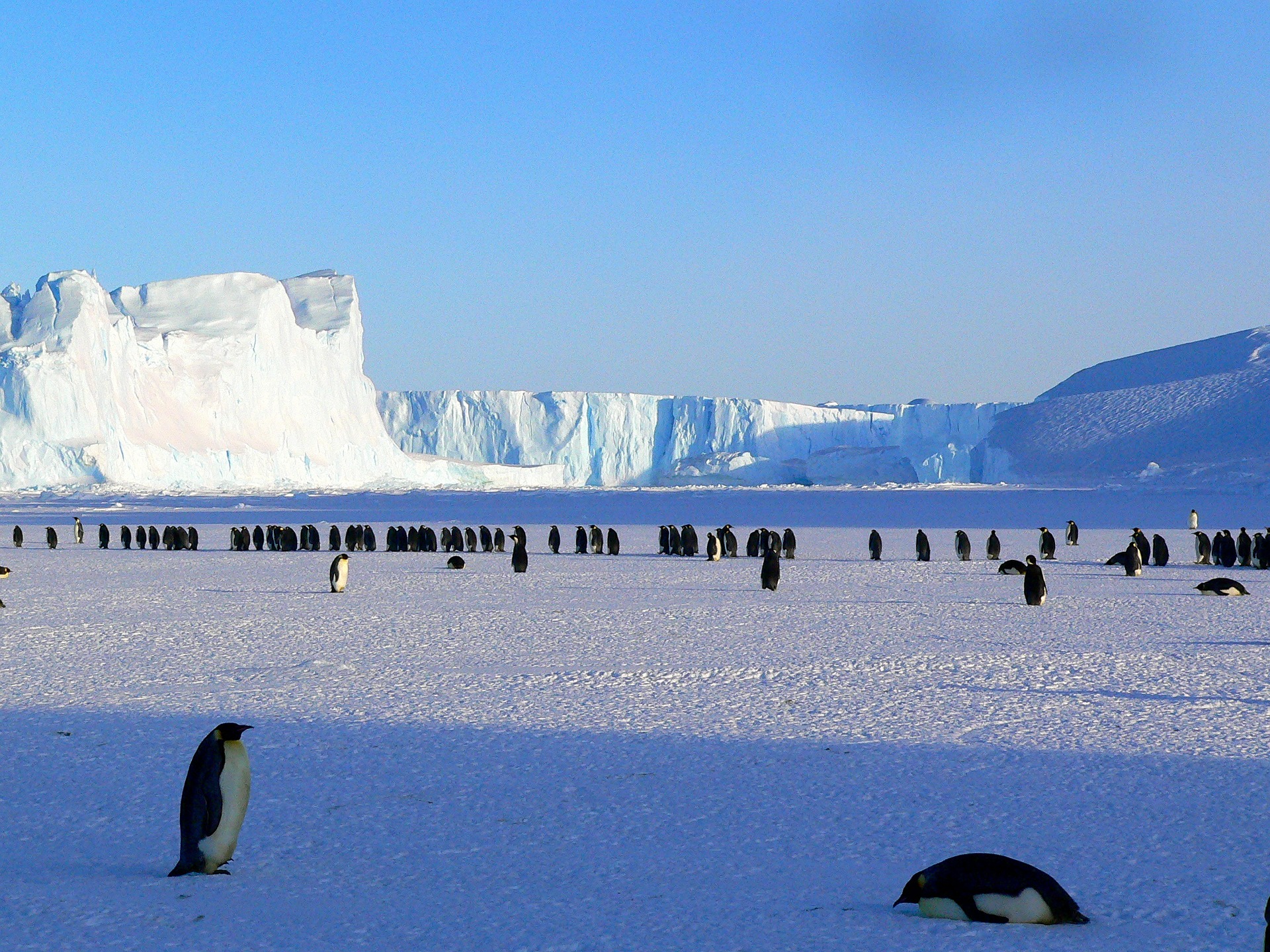 Penguins in Antartica