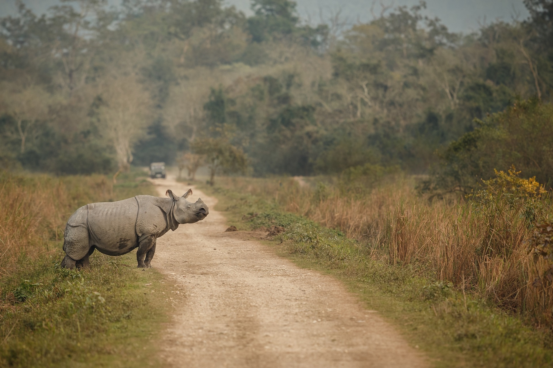 A Rhino in Kaziranga National Park, Assam