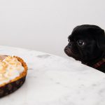 pug-eyeing-dessert-unhappy