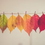 leaves-autumn-colors